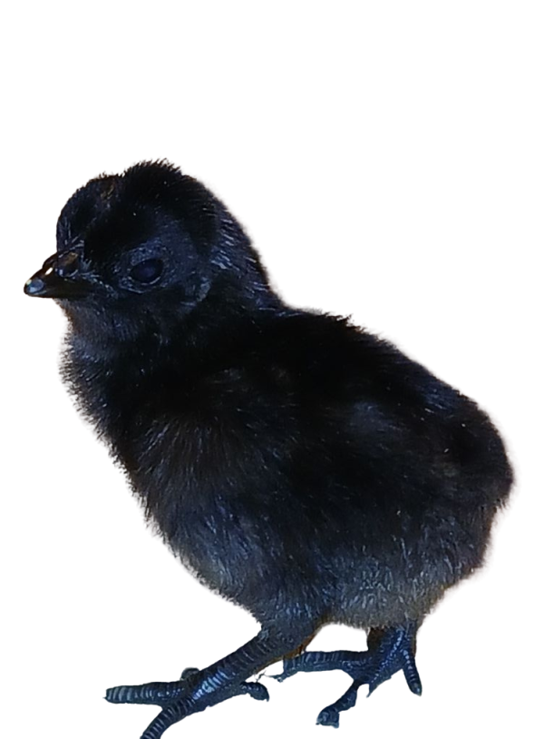 Ayam Cemani Poussin 21 jours vaccinée
