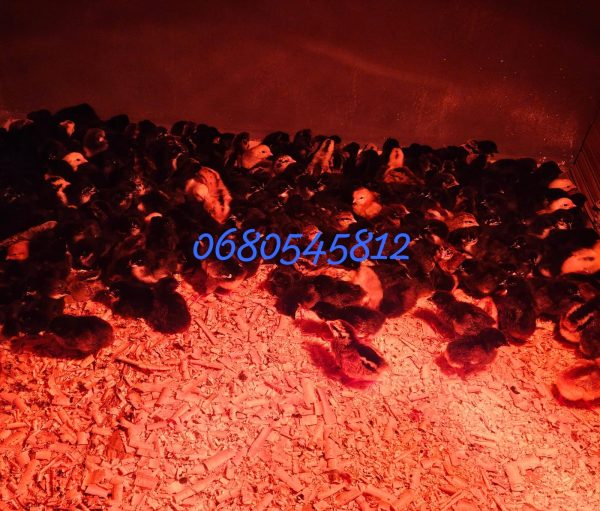 poussin khalit soulalat خليط السلالات