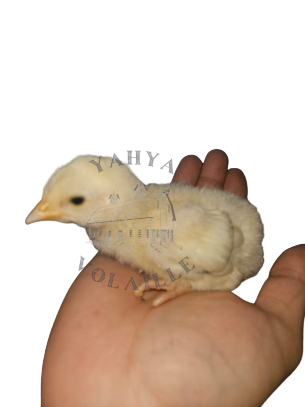 كتاكيت ليهجورن الأبيض 21 يوم poussin leghorn blanche