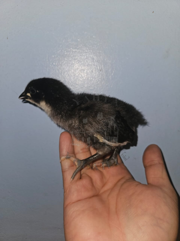 poussin australorp Noir  كتاكيت أسترالورب الأسود 21 يوم
