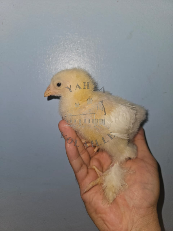 poussin brahma neige  كتاكيت براهما الثلجي21 يوم