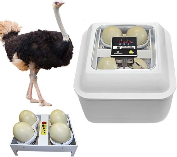 Incubateur d'une capacité de 4 œufs d'autruche